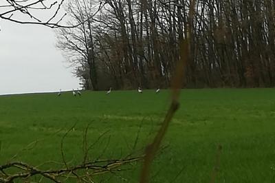 Grue cendrée