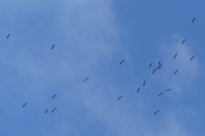 Cigogne blanche