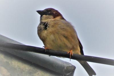 Moineau domestique
