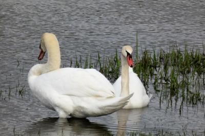 Cygne tuberculé