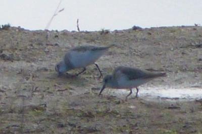 Bécasseau variable