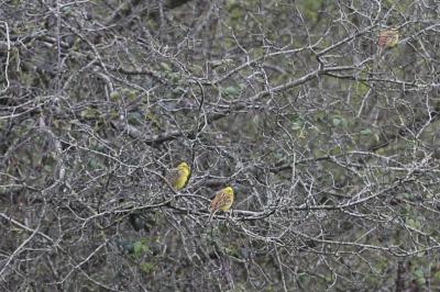 Bruant jaune