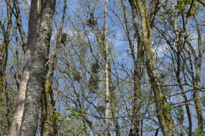 Corbeau freux
