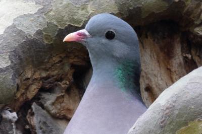 Pigeon colombin