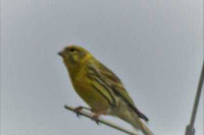 Serin cini