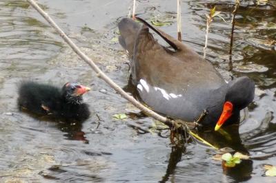 Poule-d'eau