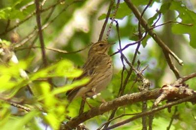 Pipit des arbres