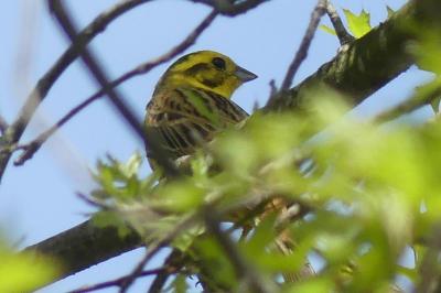 Bruant jaune