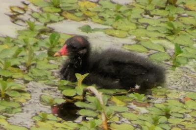 Poule-d'eau