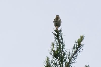 Pipit des arbres