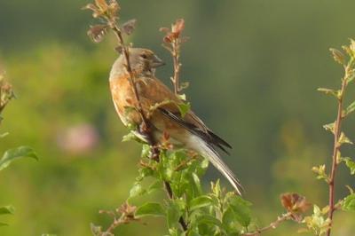 Linotte mélodieuse