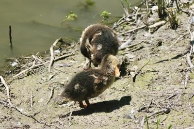 Canard colvert