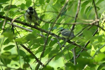 Mésange charbonnière