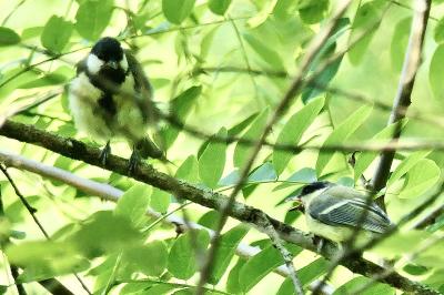 Mésange charbonnière