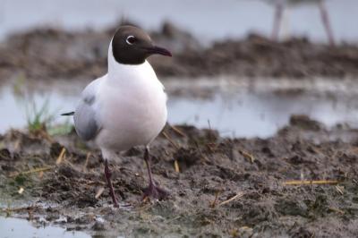 Mouette rieuse