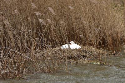 Cygne tuberculé