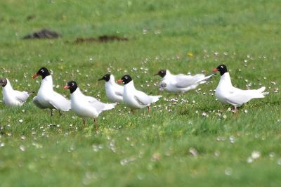 Mouette mélanocéphale