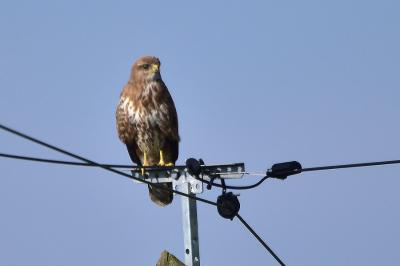 Buse variable