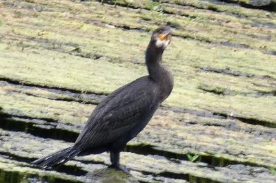 Grand Cormoran