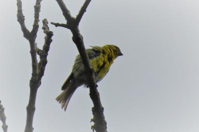 Serin cini