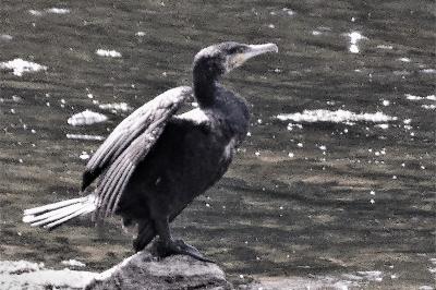Grand Cormoran