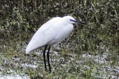 Aigrette garzette