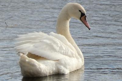 Cygne tuberculé