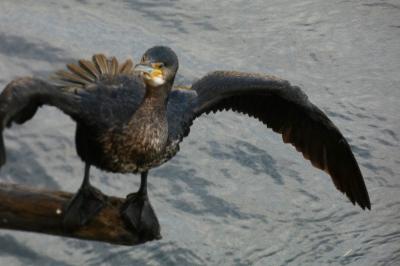 Grand Cormoran