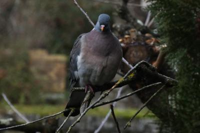Pigeon ramier