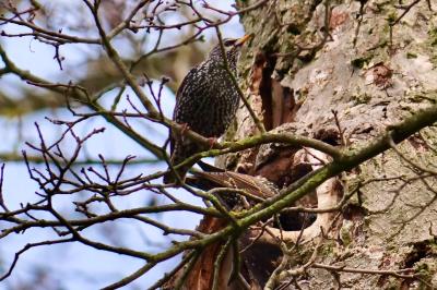 Sturnus vulgaris