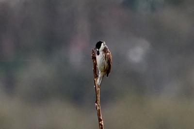 Bruant des roseaux