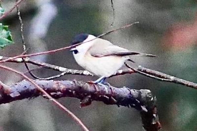 Mésange nonnette