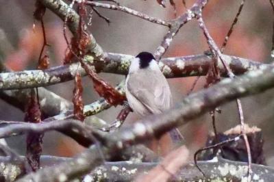 Mésange nonnette
