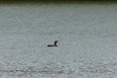Grand Cormoran