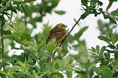 Bruant jaune