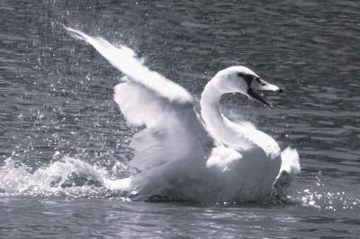 Cygne tuberculé
