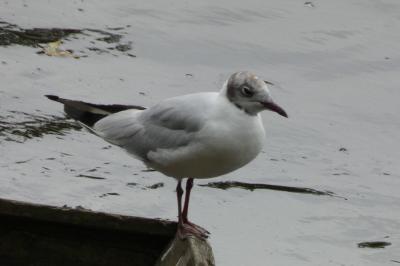 Mouette rieuse