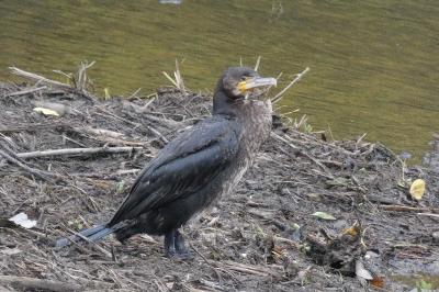 Grand Cormoran