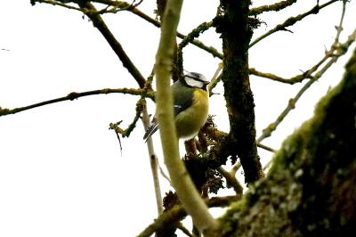 Mésange bleue