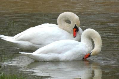 Cygne tuberculé