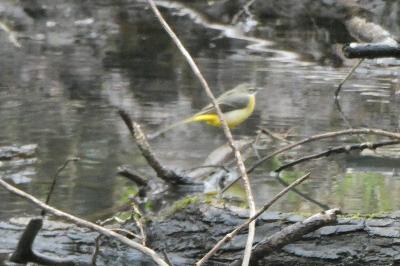 Bergeronnette des ruisseaux