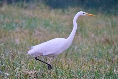 Grande Aigrette