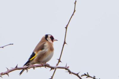 Carduelis carduelis