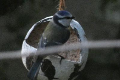 Mésange bleue