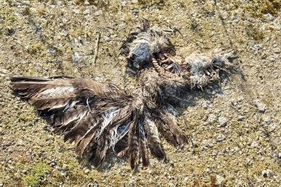 Buse variable