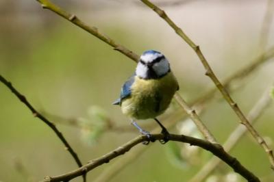 Mésange bleue