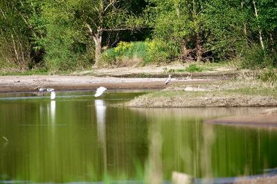 Aigrette garzette