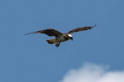 Pandion haliaetus