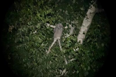 Hibou moyen-duc