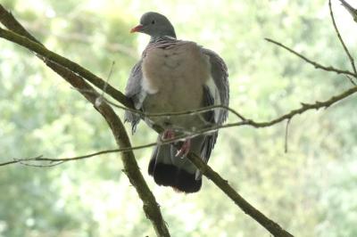 Pigeon ramier